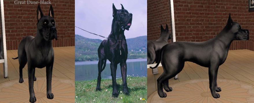 79+ Great Dane Colors And Markings - l2sanpiero